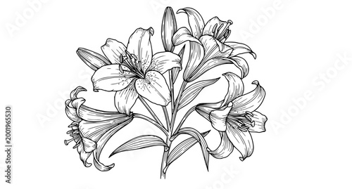 SEO Title
Hand drawn lily flowers outline sketch floral vector illustration isolated on white background