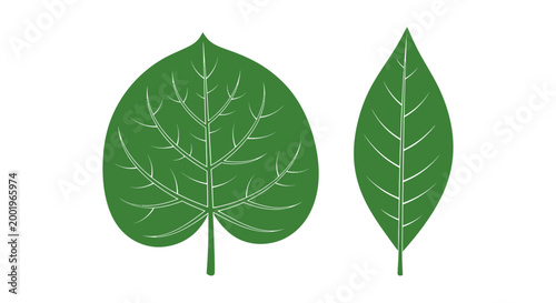 Canvastavla Green leaves with white veins closeup.