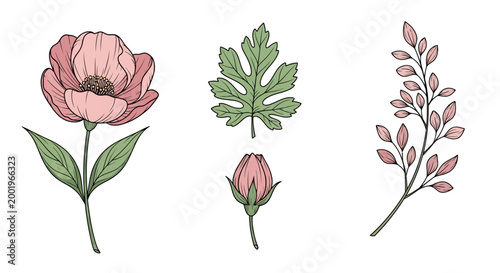 Pink flower and green leaves illustration.