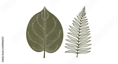 Tableau sur toile Green leaf and fern plant foliage.