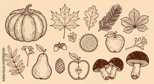 Hand drawn vintage autumn harvest collection with pumpkin maple leaves acorns mushrooms and forest seasonal elements set flat vector illustration