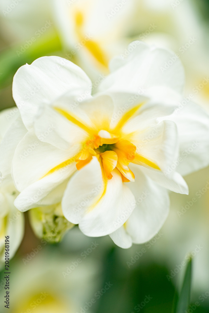 Fototapeta premium 白いスイセンの花
