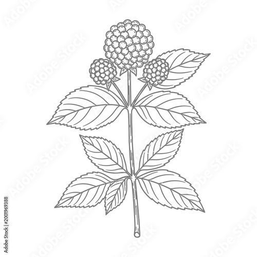 Blackberry bush with leaves and berries, a wild plant with edible fruits