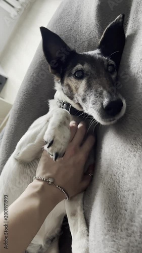 A hand gently pets a sleeping dog on a soft blanket in a home atmosphere