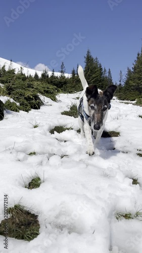 A path of snow runs through grass with trees visible above on a bright day high in the mountains