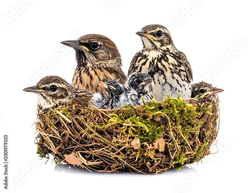 Bird Family in Nest.