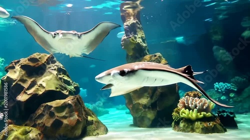 Underwater scene exotic fish swim over coral reef and rocky formations