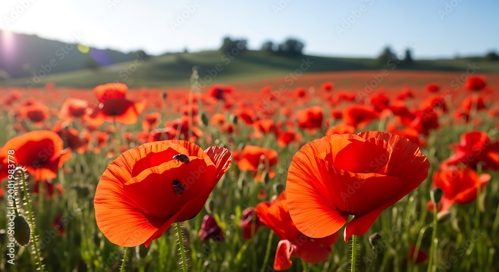 Fototapeta premium Red Poppy Flowers in Full Bloom.