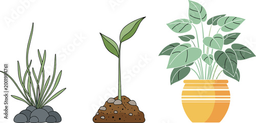 Plant Growth Stages Vector Illustration Featuring Seedling Sprout Grass and Potted Houseplant in Flat Botanical Style Isolated on White Background