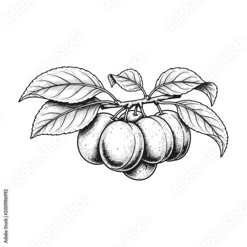 Foto Plum branch with leaves and fruit, black and white illustration of fresh plums