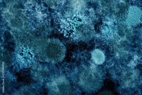 Blue macro background of mold or microorganism.