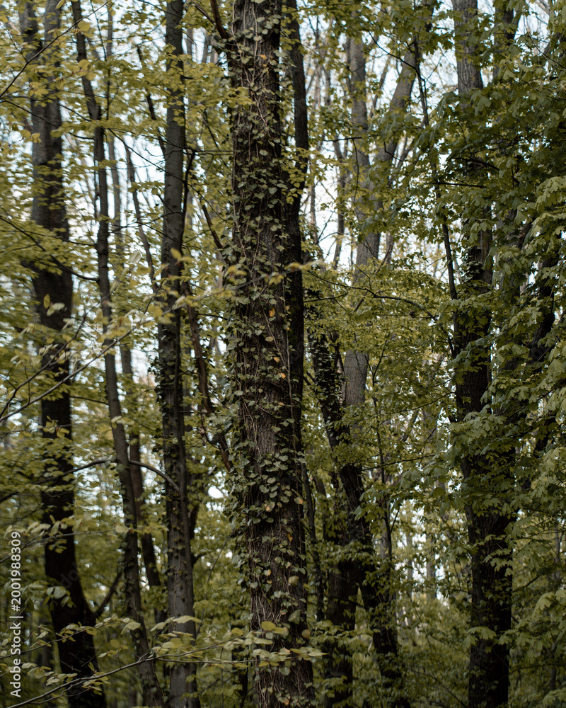 Obraz premium Sunlight shining through dense forest trees creating a magical and peaceful atmosphere. Concept of nature, freshness, and environmental harmony.