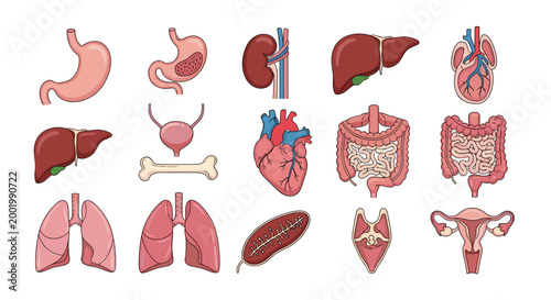 Set of various human internal organ illustrations including heart lungs liver and stomach in a detailed colorful style.