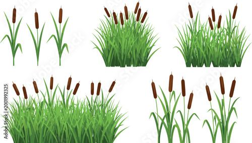 Cattail reeds and marsh grass collection with green plants and brown bulrush spikes isolated on light background nature vector illustration set