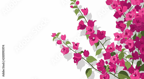 Vibrant pink bougainvillea branches with green leaves on a white background