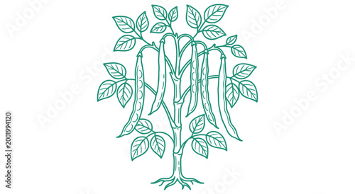 Botanical illustration of vegetable garden plant with hanging bean pods and lush foliage. Minimalist outline sketch of organic agriculture crop grown for healthy food and natural vegetarian diet.