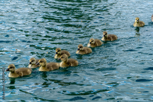 Canvas Print Young Greylag geese, swimming in blue water