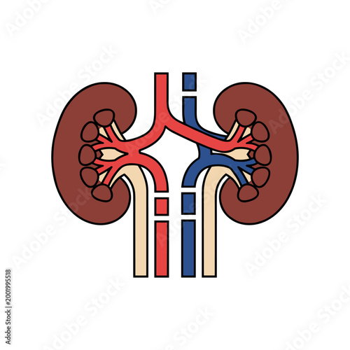 Human kidneys anatomical diagram with red arteries and blue veins illustration