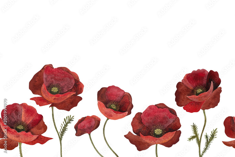 Obraz premium Watercolor seamless border with red poppies on a white background.