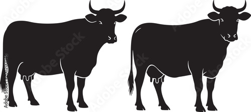 Two black dairy cows with udders standing in silhouette dairy cow farm animal black and white food source animal husbandry breeding stock livestock silhouette herdsman agriculture breeding