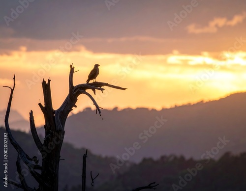 Bird on Tree at Sunset.