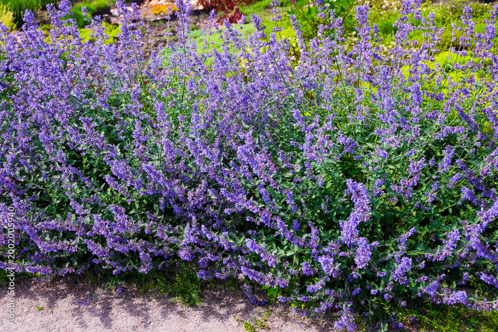 Obraz premium Purple Nepeta cataria flowers grow in a garden during the daytime with green plants and soil nearby