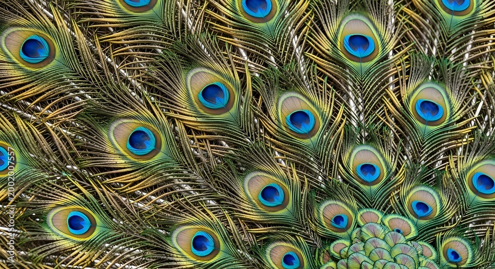 Obraz premium Intricate peacock feather pattern displaying vibrant blue and green eye spots.