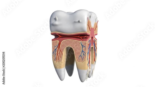 3D Rotating Cross-Section of Human Molar Tooth Anatomy - Enamel, Dentin, Pulp and Nerves on White Background
