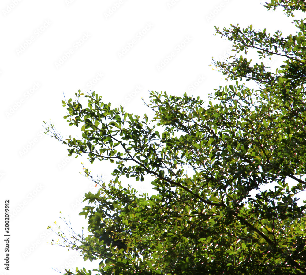 Fototapeta premium Green leaf or branch isolated on transparent background.