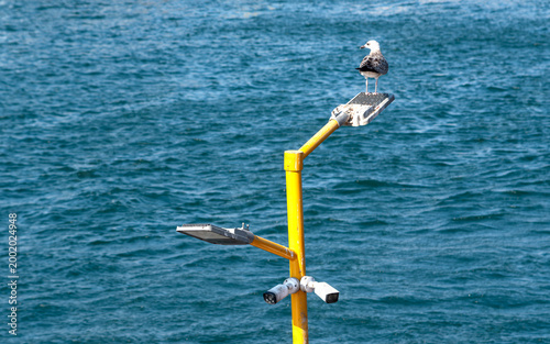 Konstfotografi Electronic eyes providing city security and a seagull looking around