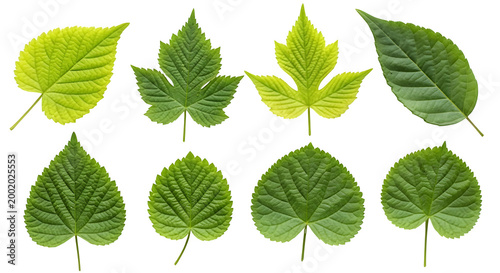 Collection of various green leaves isolated on transparent background