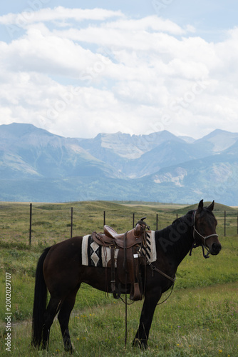Foto horse in the mountains