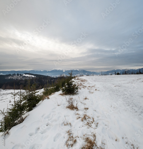 Winter evening overcast twilight mountains (Ukraine, Carpathians -  mountain peaks scenery view from Yablunytsia Pass).