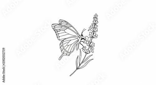 Elegant black and white drawing of a butterfly on a lavender sprig