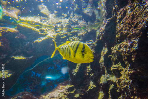 Tropical fish swims in the aquarium. Colorful underwater world.