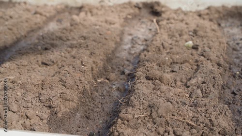 Hand planting seeds into prepared moistened garden bed soil close-up