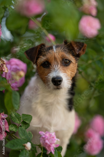 Canvas Print A scruffy Jack Russell Terrier dog with white, brown, and black fur looks direct