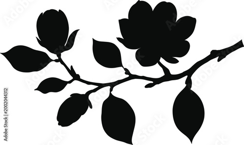 Beautiful magnolia tree branch black silhouette with blooming flowers and buds isolated on white background for nature and floral design.
