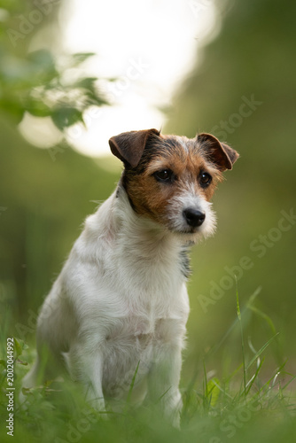 Slika na platnu A charming Jack Russell Terrier sits alert in lush green grass