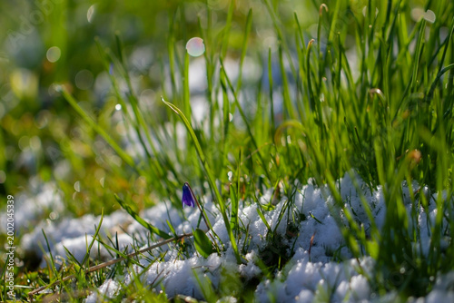 Snow on the green grass.