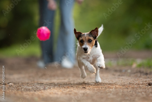 A Jack Russell Terrier dog runs swiftly on a dirt path, focused on a bright pink ball soaring through the air