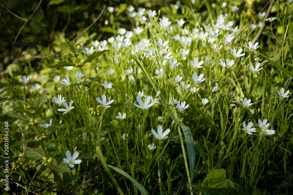 Fototapeta premium spring grass an flowers in the wind
