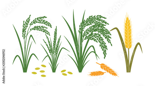 a group of rice plants displayed on a white surface. Vector