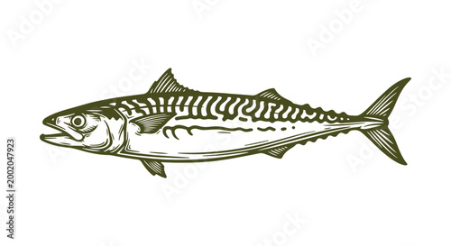 Outline of a mackerel. Handcrafted emblem. Seafood block print or stamp. Art showcasing sea life. Design asset for packaging or labels. Vector illustration on a transparent background.