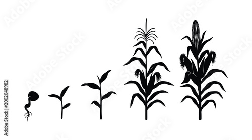 The life cycle of a corn (maize) plant. It goes through various growth stages from seed to flowering and fruiting, all set against a white background.