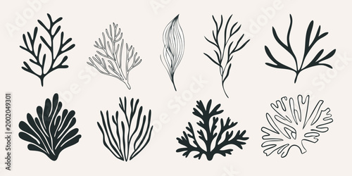 Hand Drawn Seaweed and Marine Plant Collection Black and White