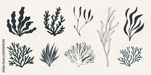 Hand Drawn Seaweed Collection Black Line Art on White Background