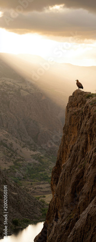 Majestic Eagle Perched on Rocky Cliff Overlooking Scenic Valley
