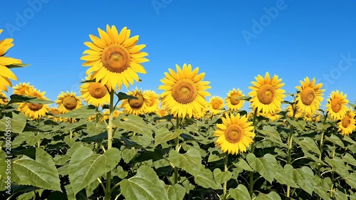 A vibrant field of sunflowers stretches towards a clear blue sky, showcasing the beauty of nature's golden blooms.