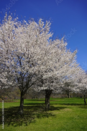 Cherry Trees in bloom in spring